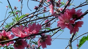 ชาวเวียดนามที่อาศัยในต่างประเทศฉลองตรุษเต๊ด 2012